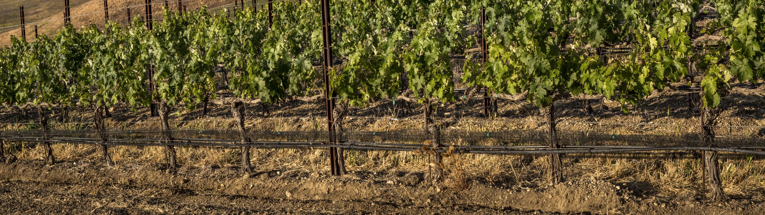 Dierberg and Star Lane Vineyards