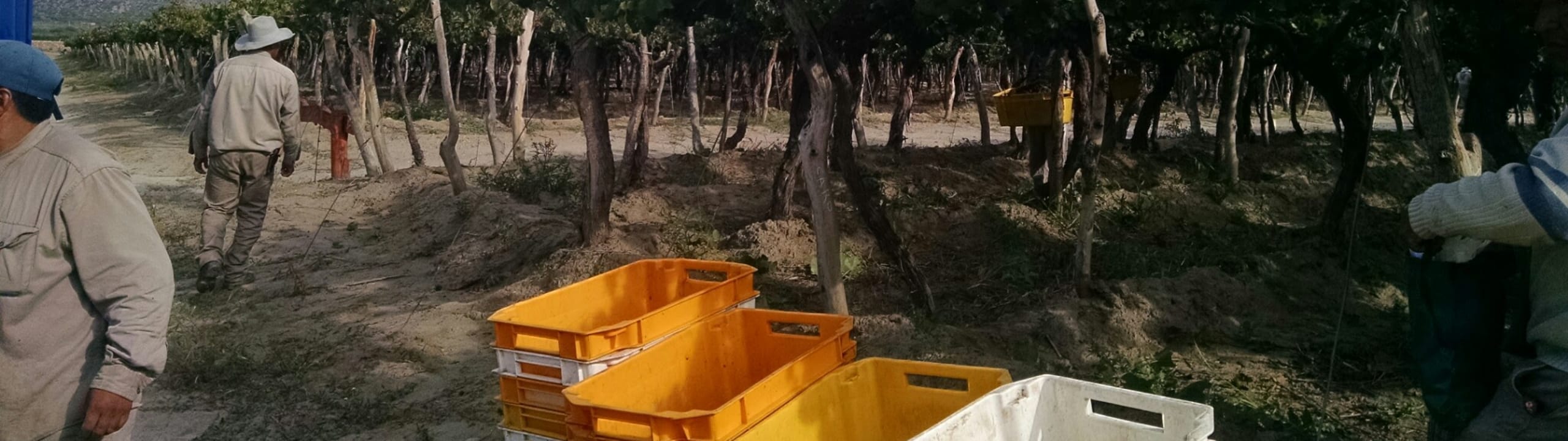 Agustin Lanus Wines