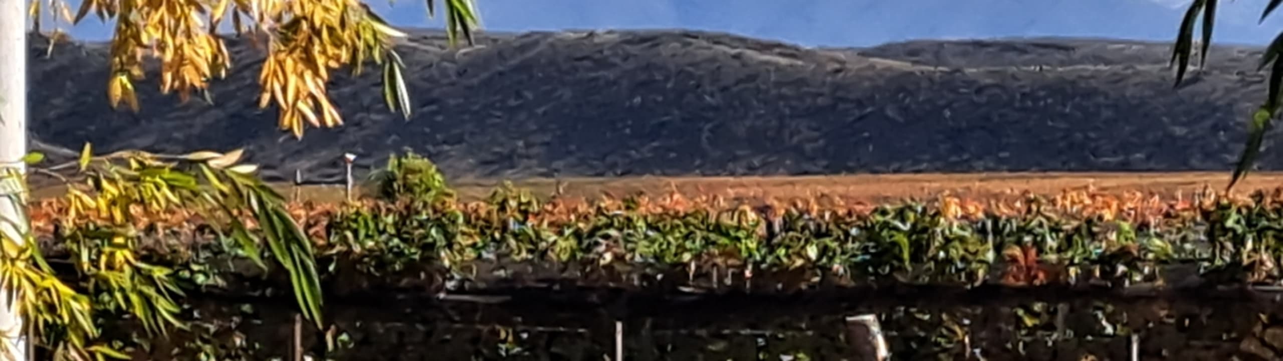 Finca Ferrer
