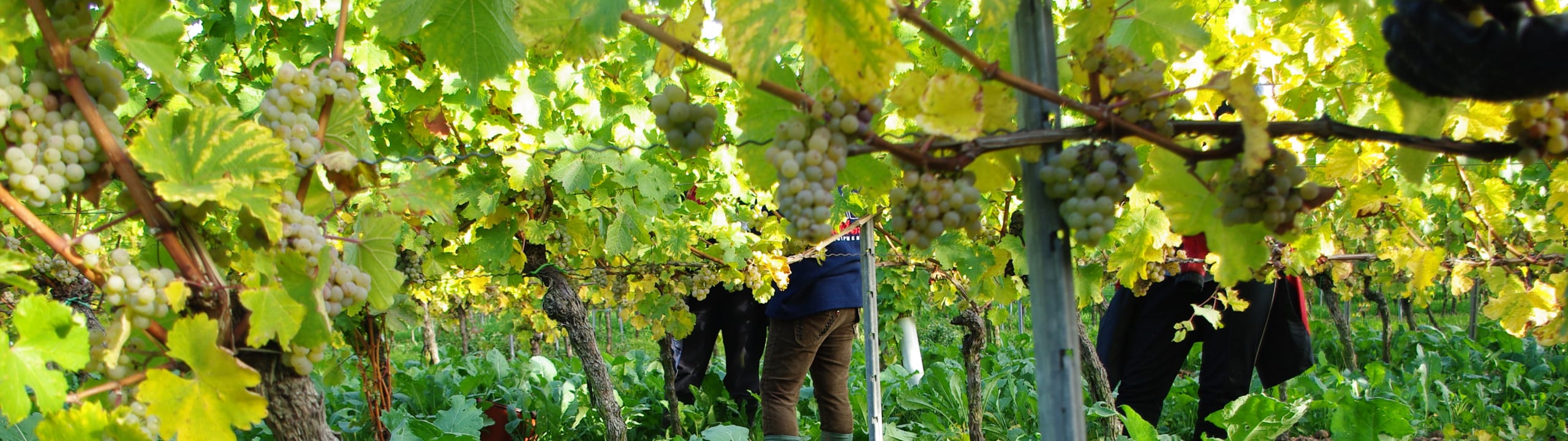 Weingut Benderhof