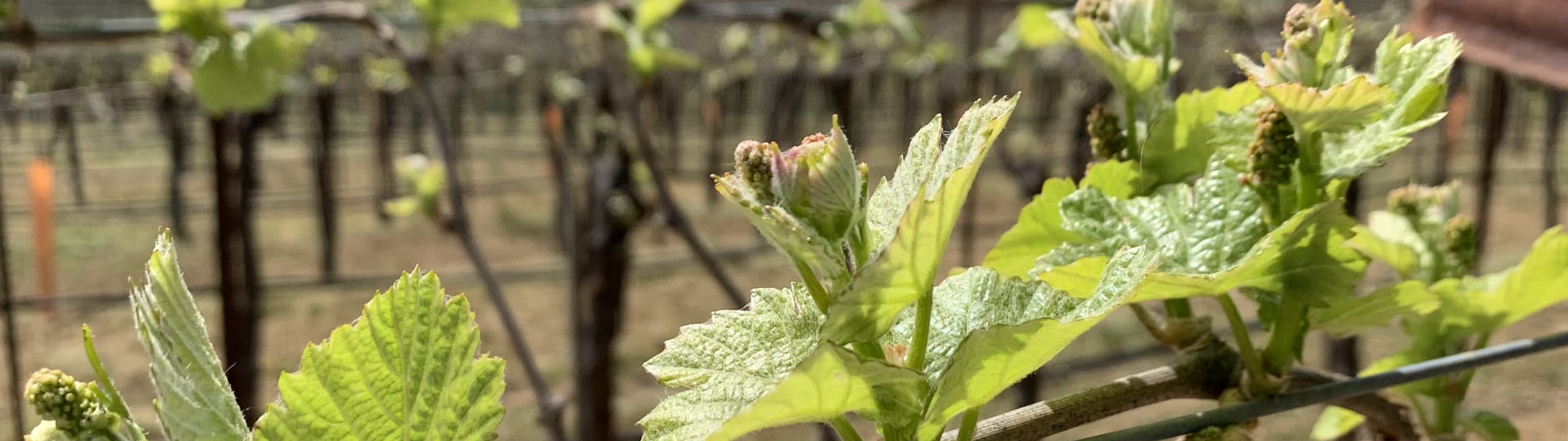 Tobias Glen Vineyard
