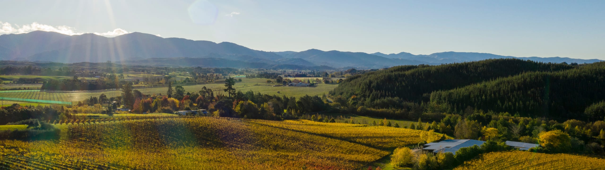 Flaxmore Vineyards
