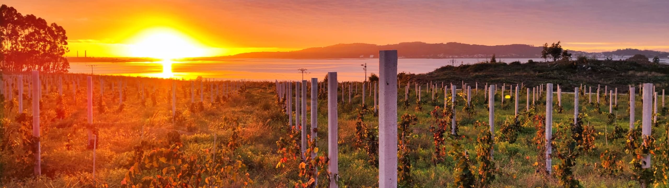 BODEGAS ALBAMAR S.L.