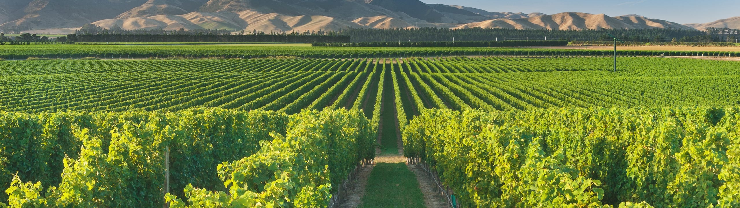 Appellation Marlborough Wine