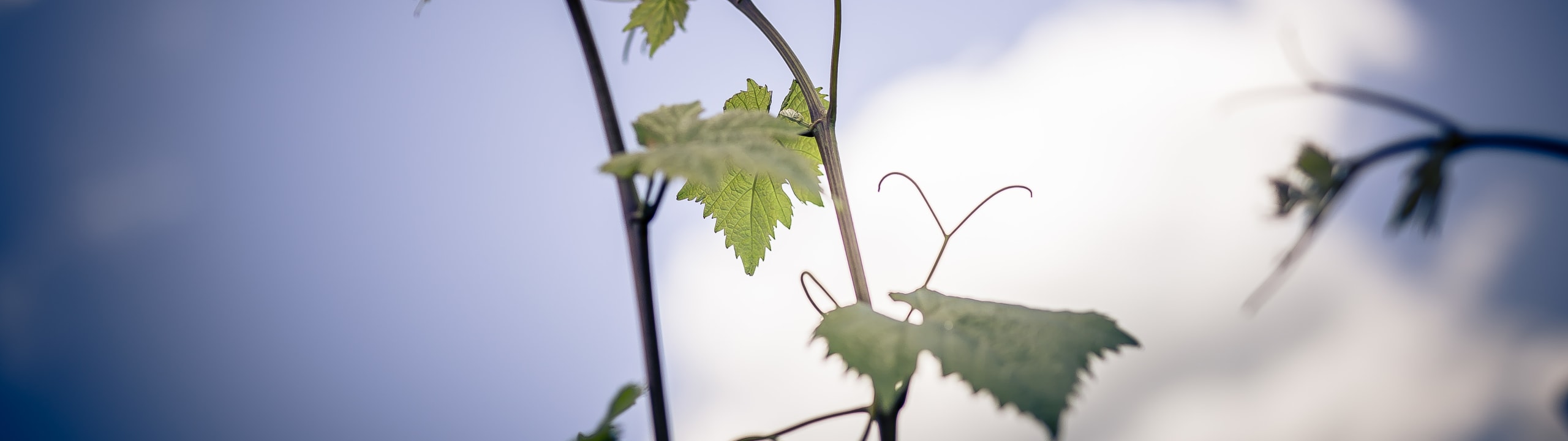 Weingut Alfred Heil