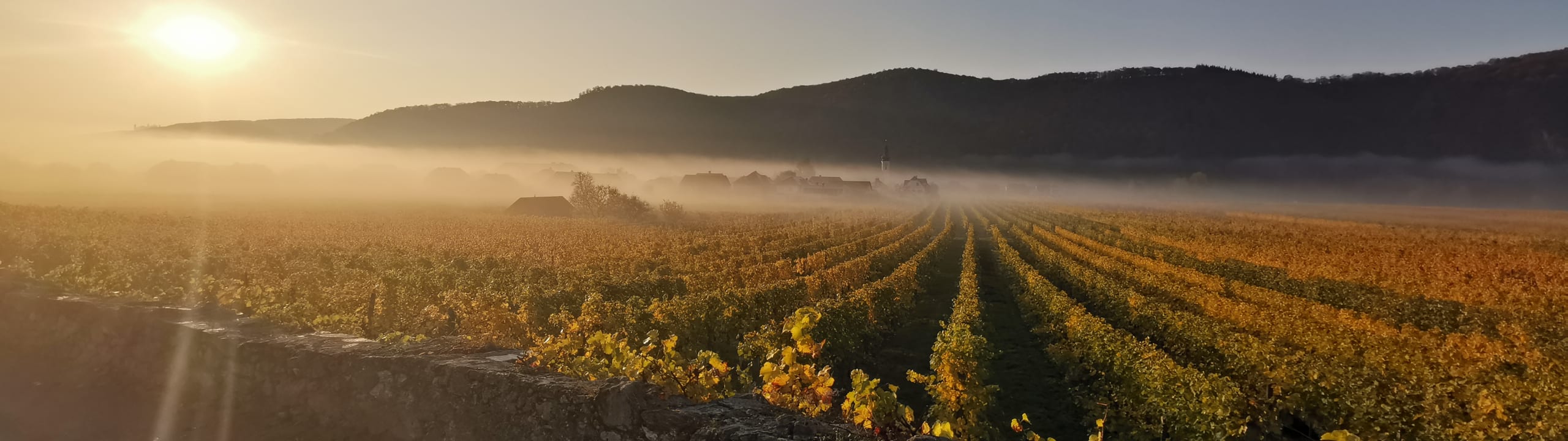 Weingut Knoll