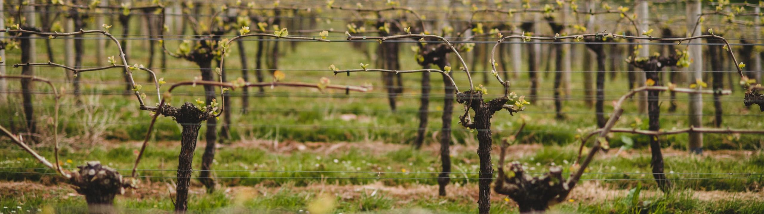 Sandridge Barton - the home of Sharpham Wine