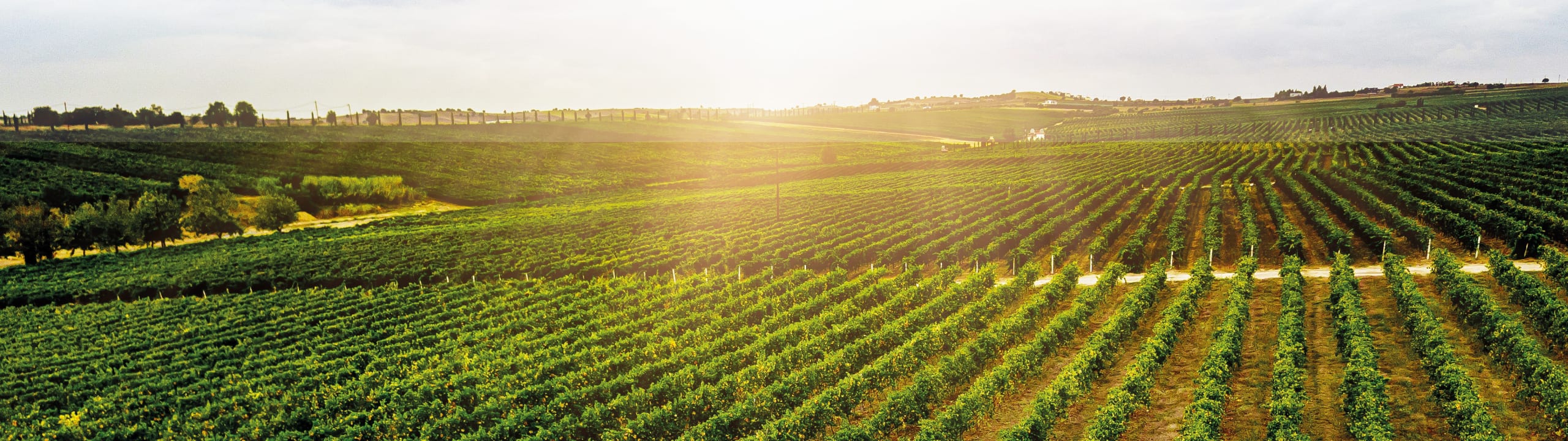 Wines of Central Greece