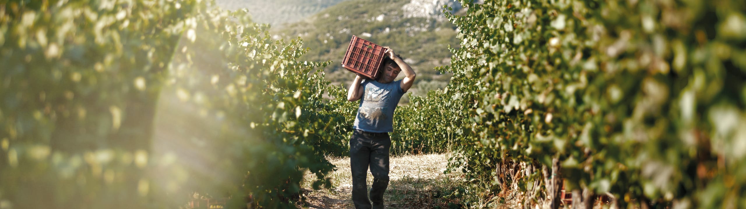 Wines of Central Greece