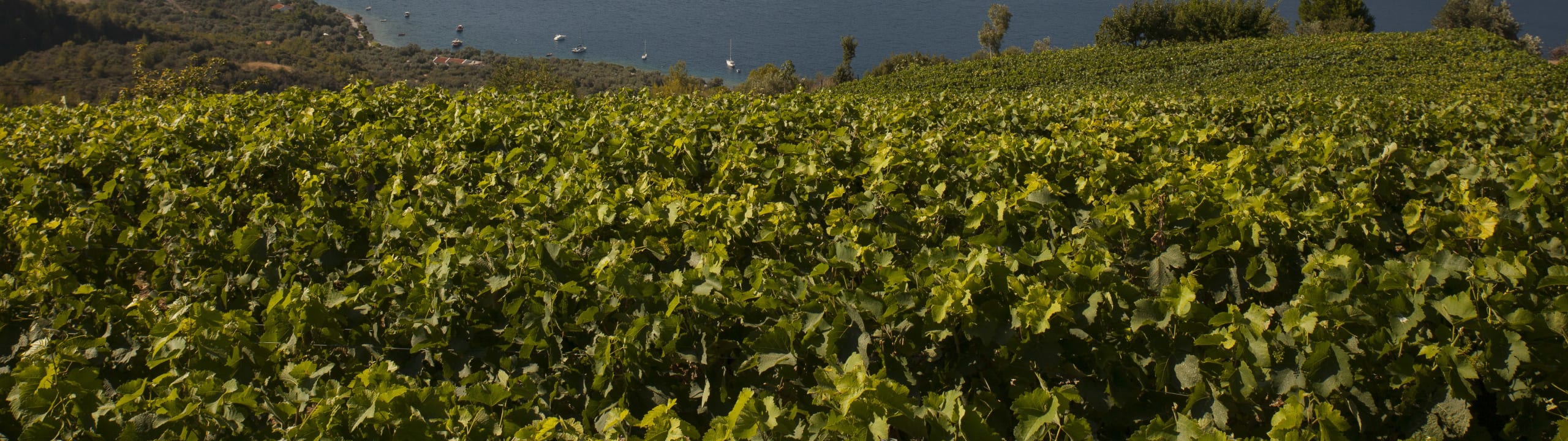 VRINIOTIS WINERY