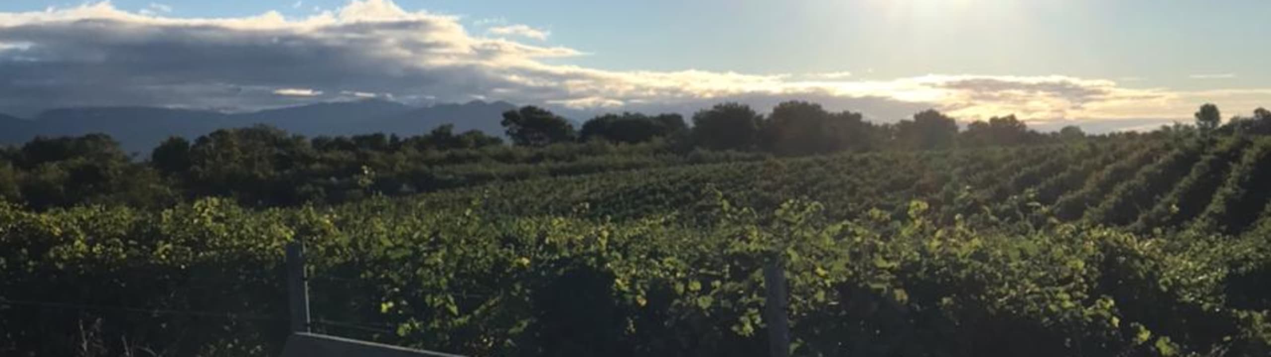 Winery Ikalto