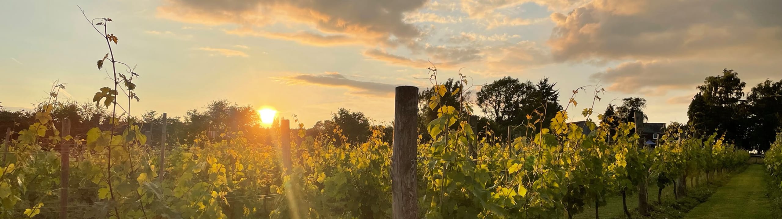 The Dell Vineyard Limited