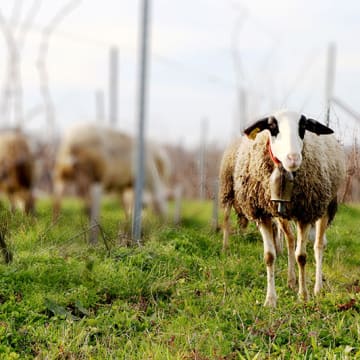 Sheep in the Paillet vineyards