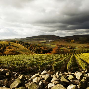 Weingut Steitz_Einzellage Heerkretz