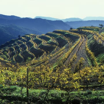 Clos Mogador  vineyards