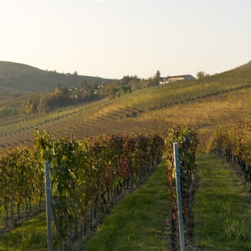 Barbera La Crena vineyard in Agliano Terme (Nizza Monferrato)