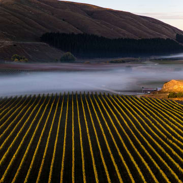 Te Muna Vineyard Lower Terrace