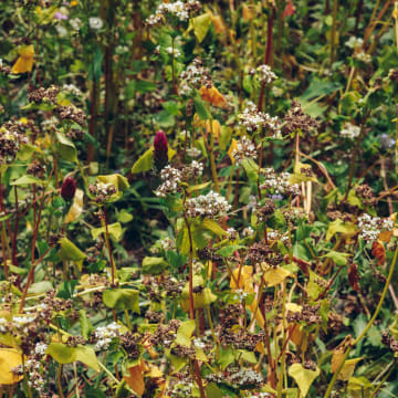 Buckwheat between the rows.