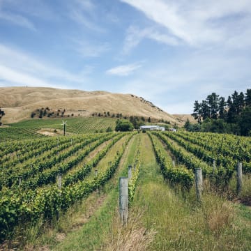 Pinot noir in the southern valleys