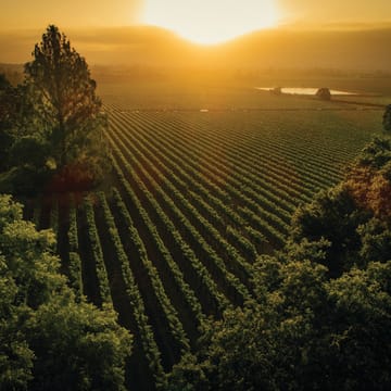 Sycamore Vineyard