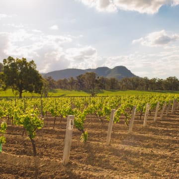 Johnno's Shiraz Vineyard