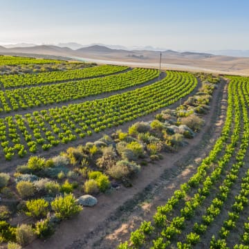 Dry land bush vine vineyards on Roundstone farm with Fynbos rows to assist in the poly-cultural farming.