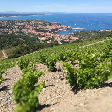 Vineyard by the water