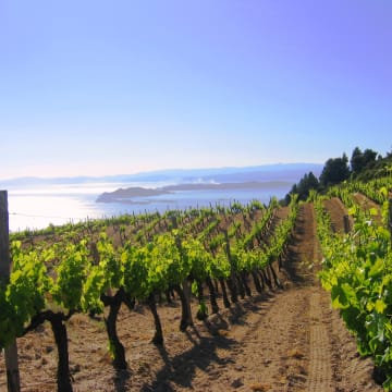 Weinberg auf Berg Athos in der Lage Chromitsa