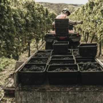 Harvesting Pinot Noir