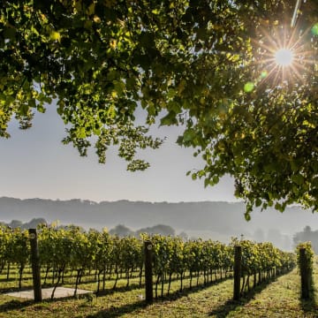 Hambledon Vineyard, Sunshine & Micro-climate