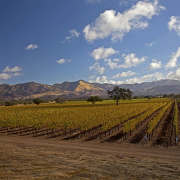 Fess Parker Winery Estate Vineyard (Rodney's)