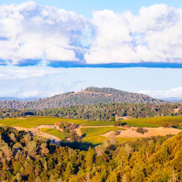 El Dorado Vineyard