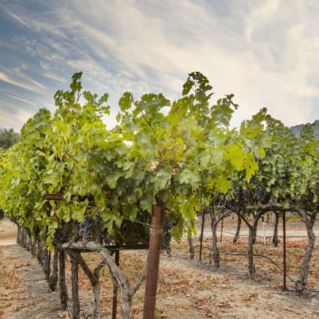 Atlas Peak Vineyard