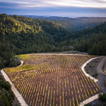 Doc's Ranch Vineyard