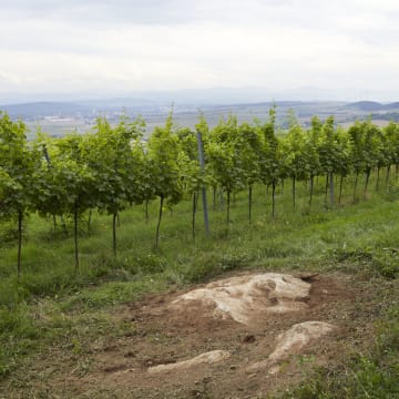 Der Stein zum Wein