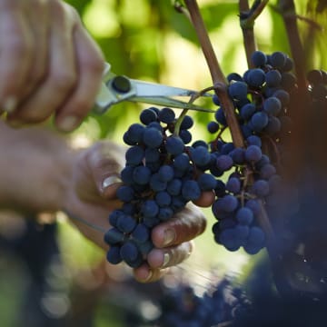Von der Traube zum Wein
