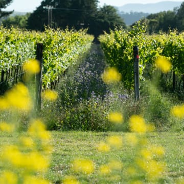 Wildflowers