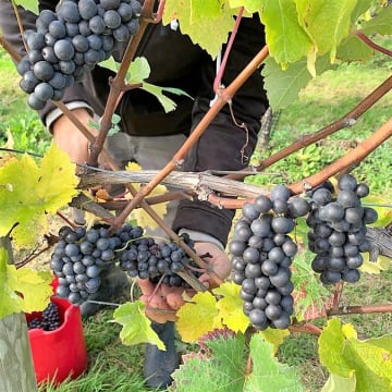 Hand-picked pinot