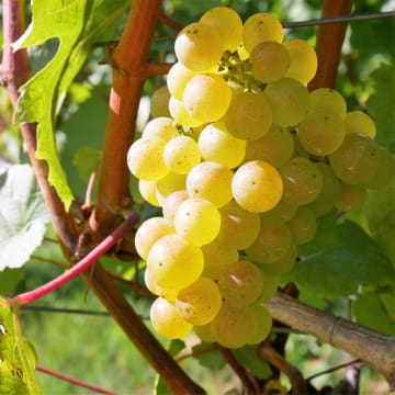 Chardonnay sunning itself