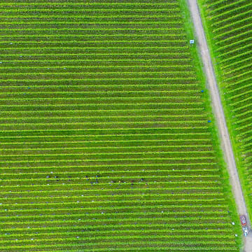 A bird's eye view of harvest