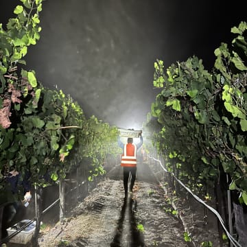 Tobias Glen Vineyard - Night Harvest