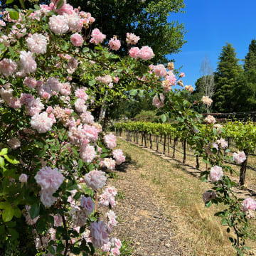 Tobias Glen Vineyard - Rosé Bush