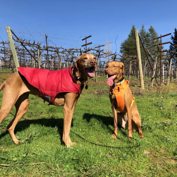 Tobias Glen Vineyard Dogs - Koffiy + Muffin