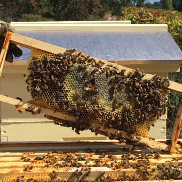 Tobias Glen Vineyard Resident Bees
