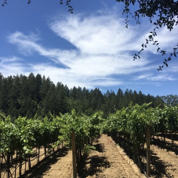 Tobias Glen Vineyard