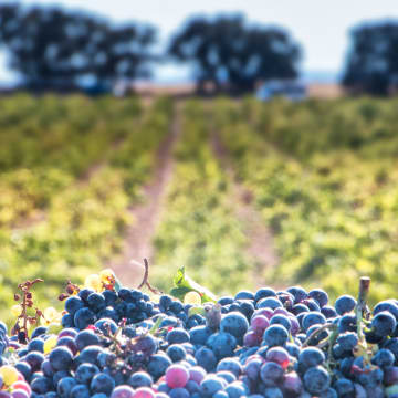 Vineyard of Tenmpranillo