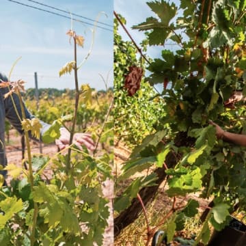 BODEGAS ARROCAL DO RIBERA DE DUERO