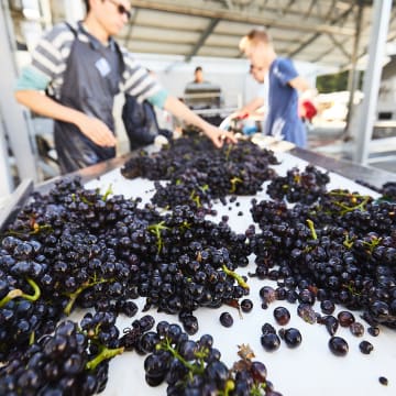 Nautilus Pinot Noir, sorting line