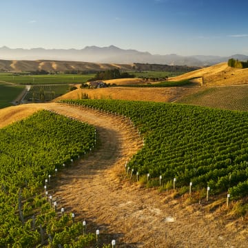 Clay Hills Vineyard, Marlborough, NZ