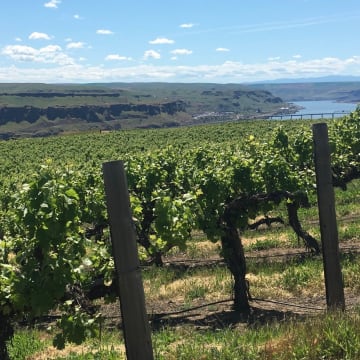 The Columbia River and Vineyard